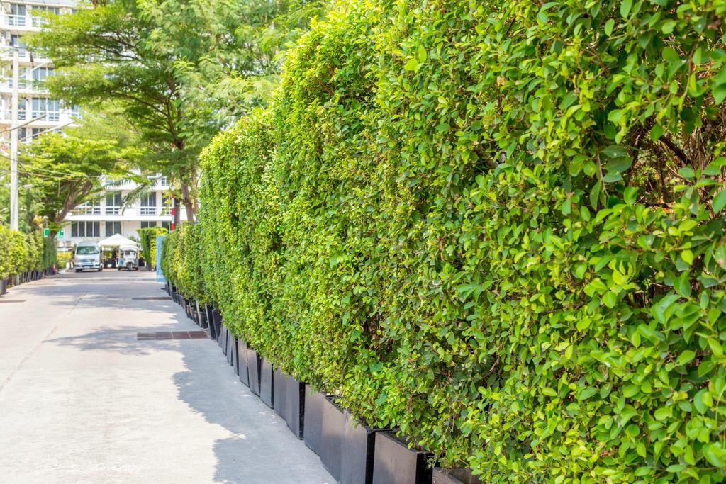 The Capital Resort @ Sukhumvit 50 Bangkok Exterior photo A hedge